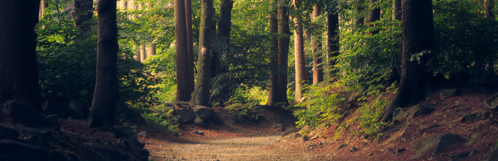 A forest path